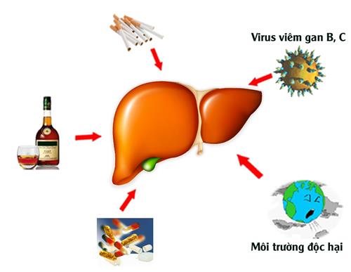 các tác nhân khiên gan bị suy giảm