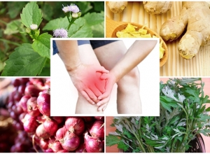 Hướng dẫn cách chữa thoái hóa khớp gối với thuốc nam hiệu quả