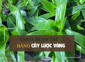 Chữa bệnh trĩ hiệu quả bằng cây lược vàng