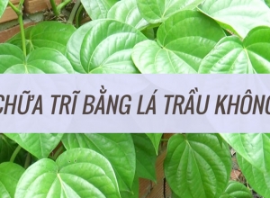 Chữa bệnh trĩ bằng lá trầu không hiệu quả chỉ với 6 cách dưới đây