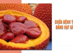 Mẹo chữa bệnh trĩ bằng hạt gấc hiệu quả bạn nên biết