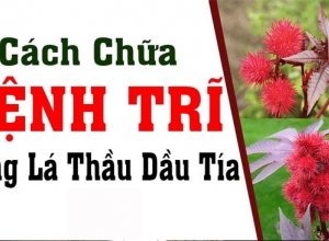 Mách bạn 6 cách chữa bệnh trĩ bằng cây thầu dầu tía
