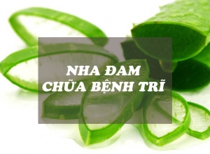 Top 9 cách chữa bệnh trĩ bằng nha đam hiệu quả
