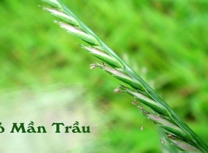 4 mẹo chữa bệnh trĩ bằng cỏ mần trầu hiệu quả
