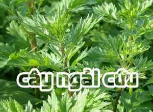 6 mẹo giúp chữa bệnh trĩ bằng ngải cứu hiệu quả