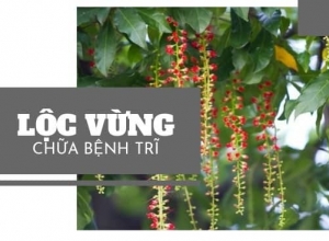 .Bật mí 2 mẹo chữa bệnh trĩ bằng cây lộc vừng