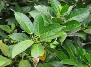 Mẹo chữa bệnh trĩ bằng lá ngái hiệu quả