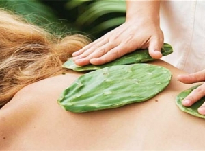 Mách bạn 3 cách chữa gai cột sống bằng cây xương rồng hiệu quả