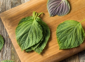 Chữa trào ngược dạ dày bằng lá tía tô có hiệu quả không? Tìm hiểu ngay để biết.