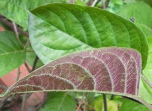 Liệu chữa trào ngược dạ dày bằng lá mơ lông có thực sự đem lại hiệu quả?