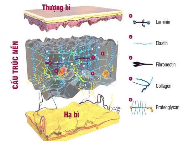 Các dấu hiệu của làn da bị lão hóa và phương pháp chăm sóc da hiệu quả