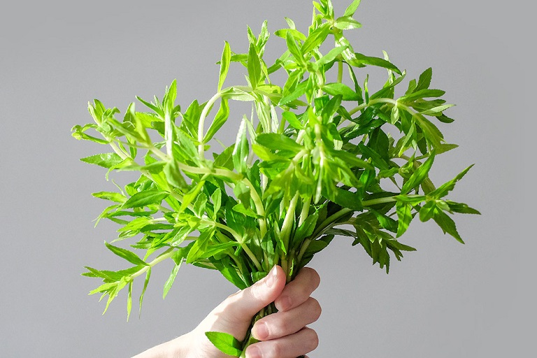 12 mẹo dân gian chữa sỏi mật đơn giản hiệụ quả, bạn có biết?