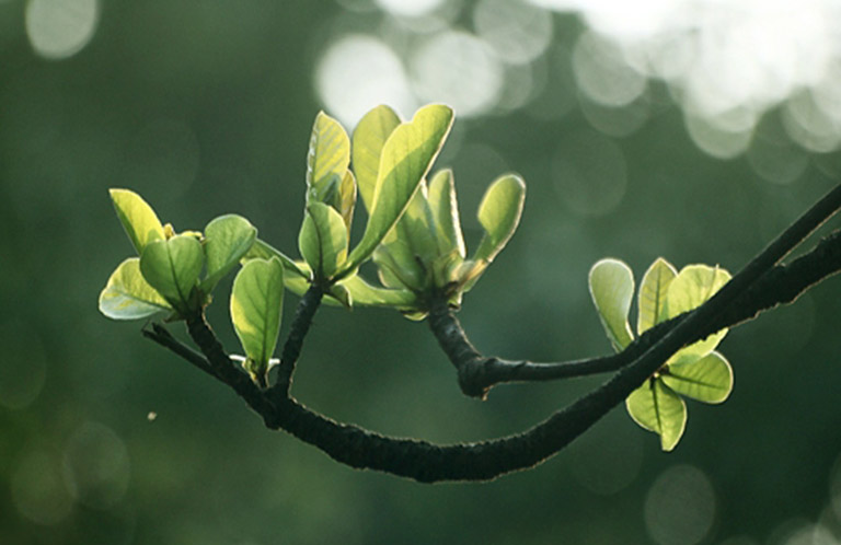 Cách chữa bệnh trĩ bằng lá bàng hiệu quả