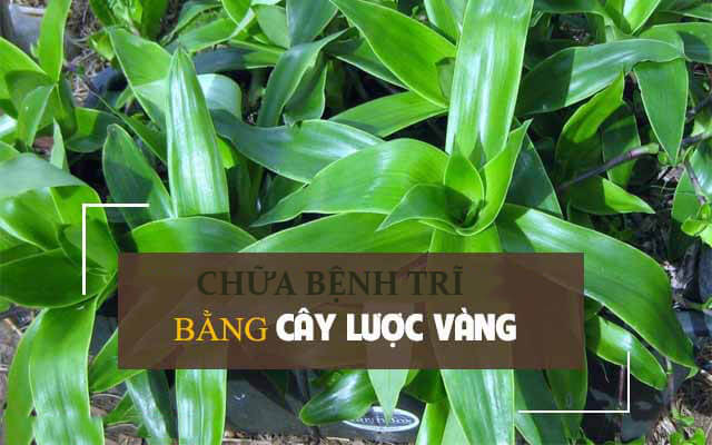 Chữa bệnh trĩ hiệu quả bằng cây lược vàng