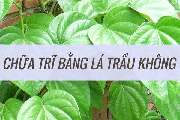 Chữa bệnh trĩ bằng lá trầu không hiệu quả chỉ với 6 cách dưới đây