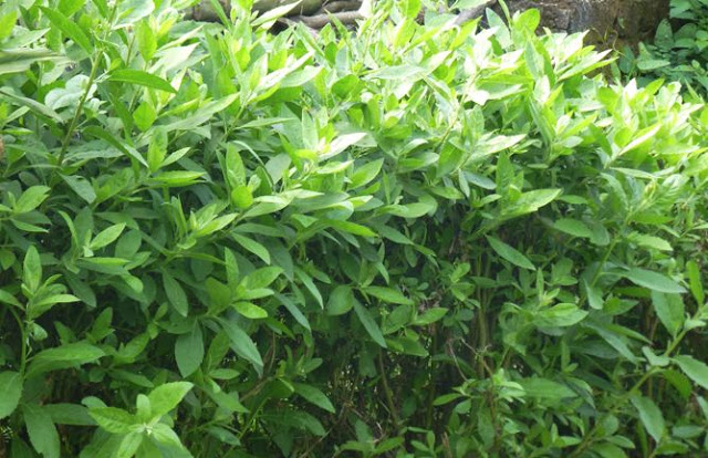  Mẹo chữa bệnh trĩ bằng cây cúc tần hiệu quả bạn nên biết