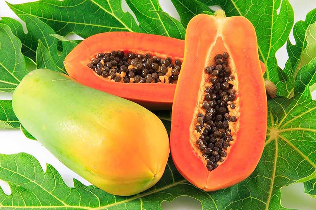 Mách bạn 5 cách chữa bệnh trĩ bằng đu đủ hiệu quả