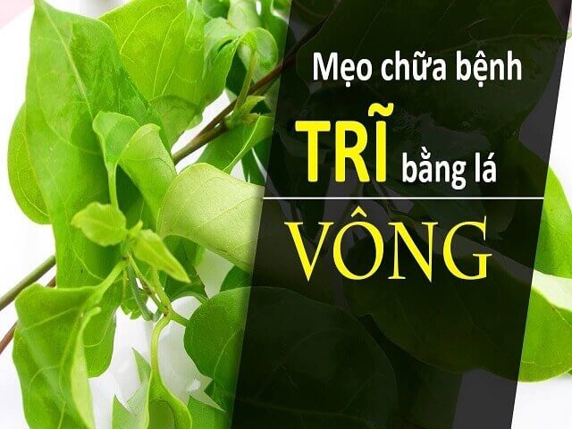 6 cách chữa bệnh trĩ bằng lá vông hiệu quả bạn nên biết