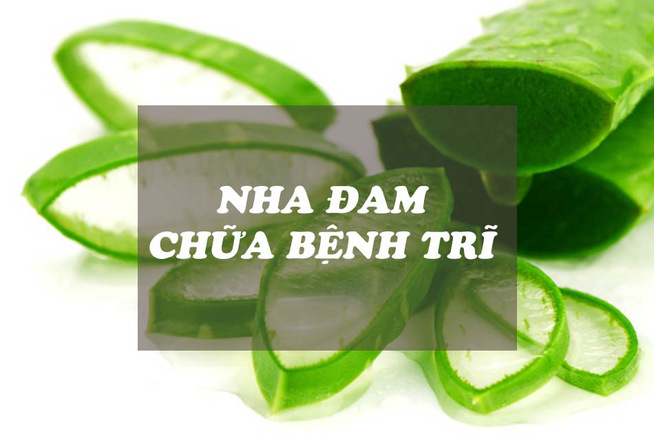 Top 9 cách chữa bệnh trĩ bằng nha đam hiệu quả