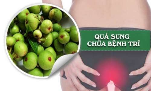 Mách bạn 4 cách chữa bệnh trĩ bằng quả sung hiệu quả