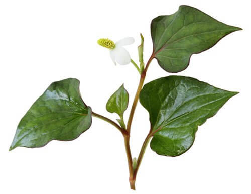 Trĩ hỗn hợp có nguy hiểm không? Nguyên nhân nào gây ra trĩ hỗn hợp?