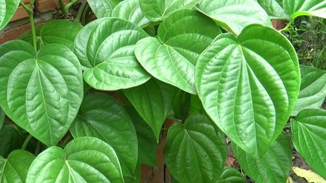6 mẹo giúp chữa bệnh trĩ bằng ngải cứu hiệu quả