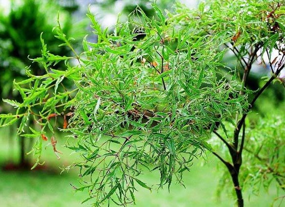 Làm thế nào để cải thiện tình trạng mất ngủ? Dưới đây là 10 cách chữa mất ngủ hiệu quả
