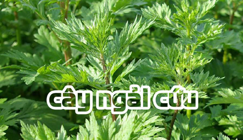 6 mẹo giúp chữa bệnh trĩ bằng ngải cứu hiệu quả