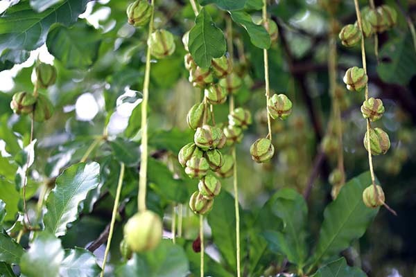.Bật mí 2 mẹo chữa bệnh trĩ bằng cây lộc vừng