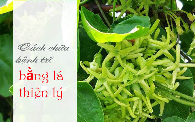 Dùng lá thiên lý chữa bệnh trĩ liệu có hiệu quả như lời đồn