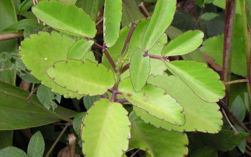 Làm thế nào để chữa bệnh trĩ bằng lá bỏng? Tìm hiểu ngay để biết