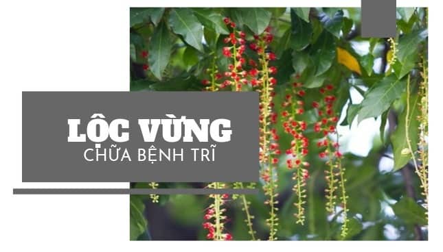 .Bật mí 2 mẹo chữa bệnh trĩ bằng cây lộc vừng