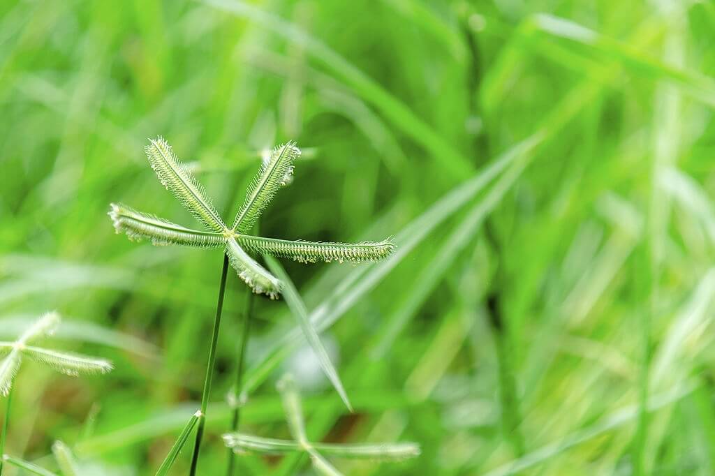 4 mẹo chữa bệnh trĩ bằng cỏ mần trầu hiệu quả