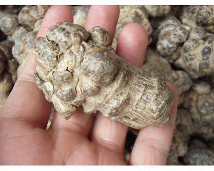 Chữa gan nhiễm mỡ từ tam thất