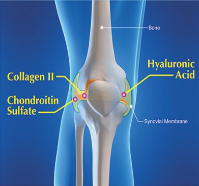 collagen type 2