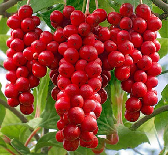 Quả ngũ vị tử