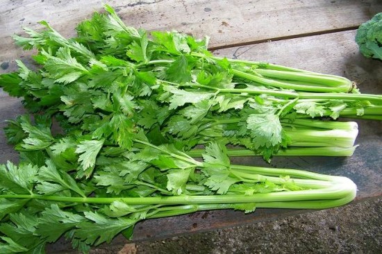 Chữa gan nhiễm mỡ từ rau cần tây