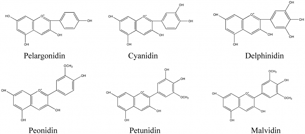 Cấu tạo của anthocyanins