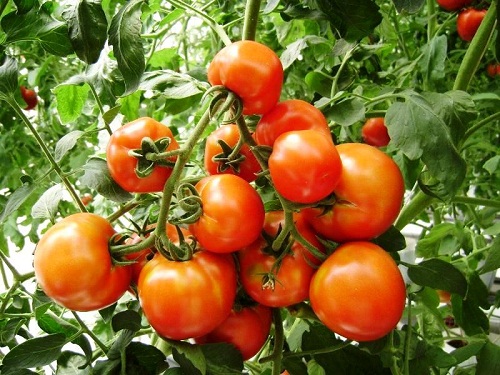 cà chua cũng chứa chất chống oxy
