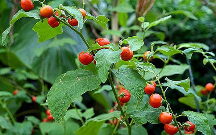 Cây cà gai leo là cây thuốc nam chữa bệnh gan