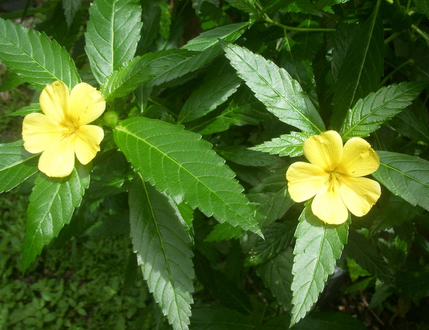 damiana