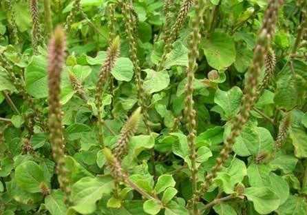 Chữa đau khớp háng bằng cây cỏ xước hiệu quả