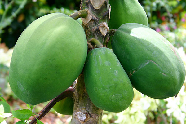 chua-soi-than-bang-du-du.