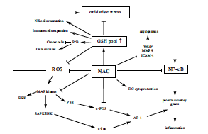 Cơ chế tác dụng của N-acetylcysteine (NAC)