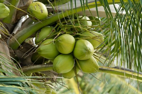 Tác dụng của nước dừa đối với sức khỏe