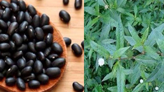 Bài thuốc chữa suy thận từ đỗ đen và cỏ mưc