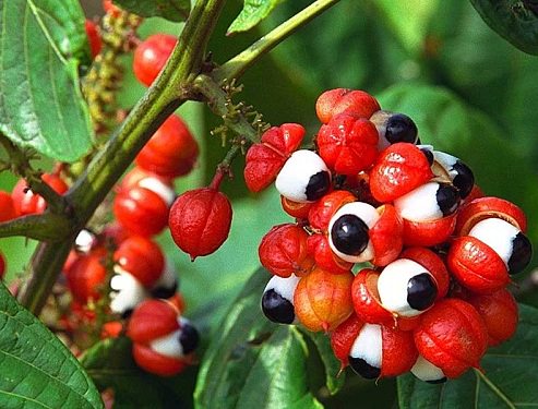 guarana