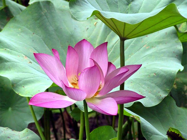 Chữa bệnh gan nhiễm mỡ từ lá sen